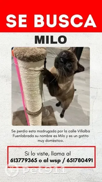 ¡Ayuda! Gato Siamés perdido en Fuenlabrada - photo