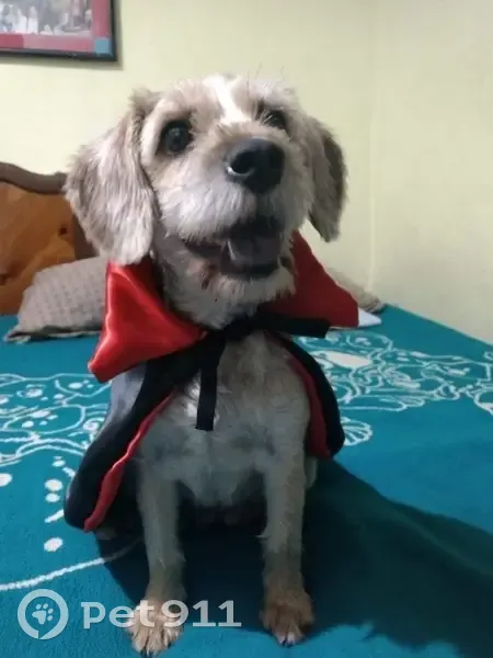 Perro Café Perdido: Enfermo y Recién Rapado - photo