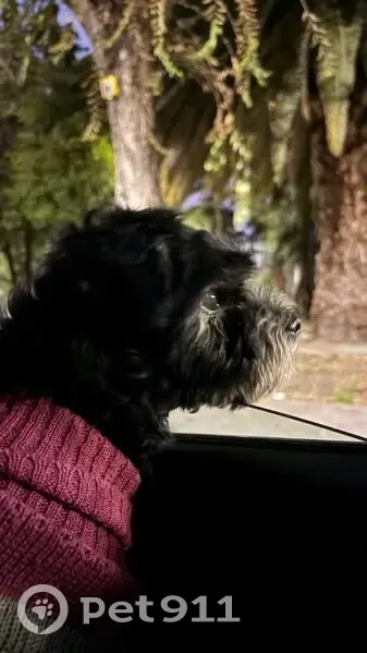 Mestiza Negra Perdida con Suéter de Reno en CDMX - photo