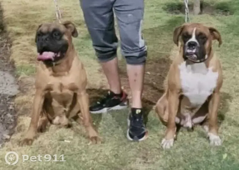 ¡Perros Boxer Perdidos en Neza! - photo