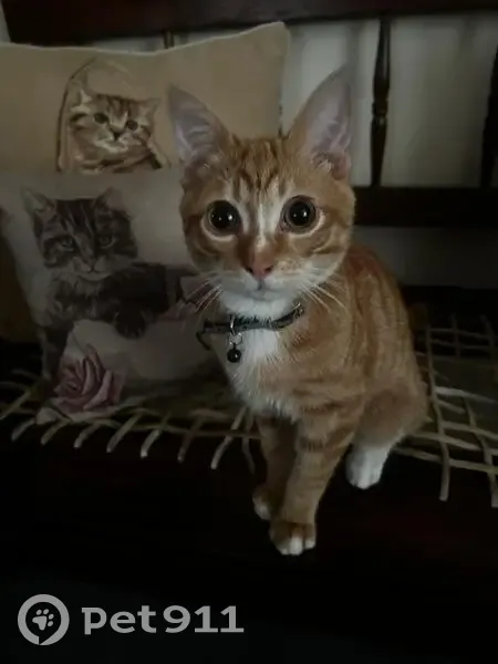 Lost Cat Karools: Secunda, Shiny Collar - photo