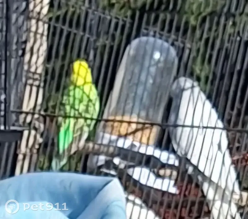 Lost Budgie: Young, Talkative & Untamed - photo