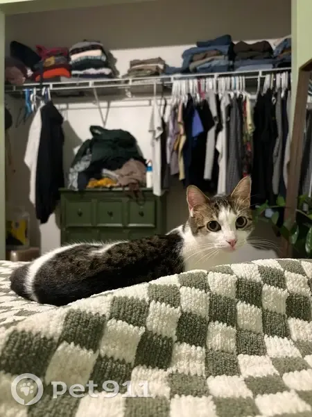 Lost Scared Cat: Gray Collar, Wildwood - photo