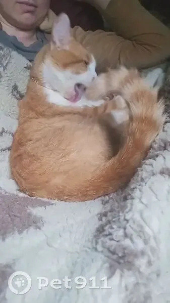 Зник рудий кіт: Рідківці, вул. Перемоги - photo