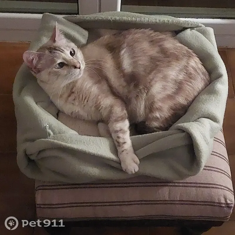 ¡Gata Blanca Atigrada Perdida en Barcelona! - photo