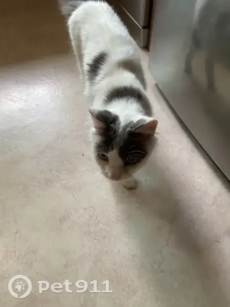 Found Cat in Ballarat: White & Grey - photo