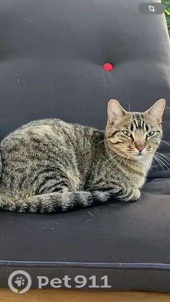 Chat mâle tigré perdu à Saint-Loubès - photo