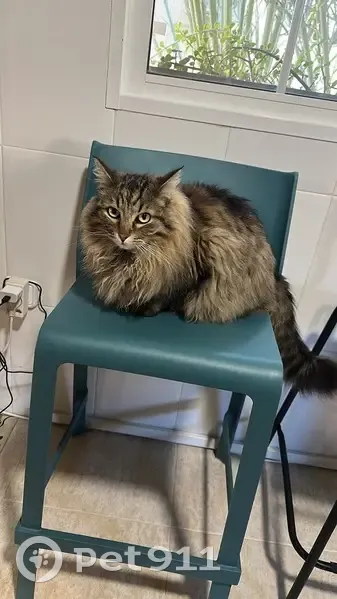 ¡Gato Siberiano Perdido en Molina de Segura! - photo