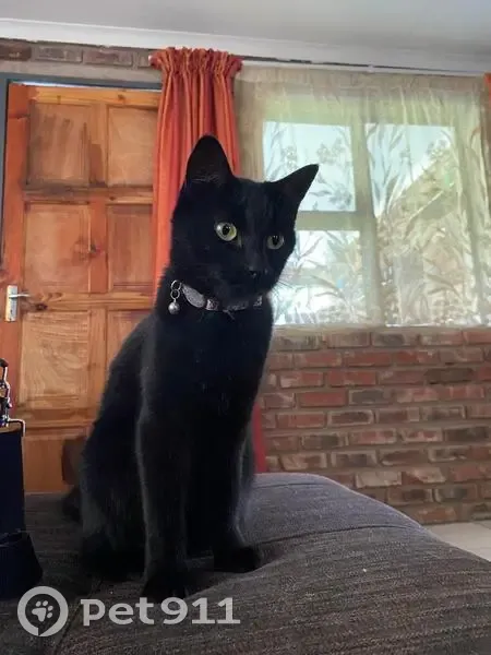 Lost Cat in Mokopane: Help Find Muffin! - photo