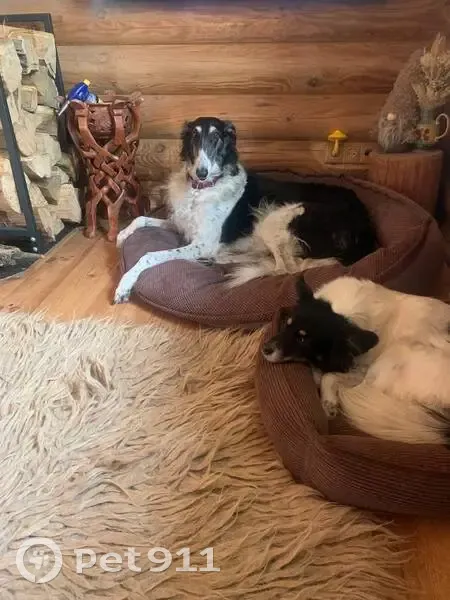 Зникли собаки: допоможіть знайти друзів! - photo