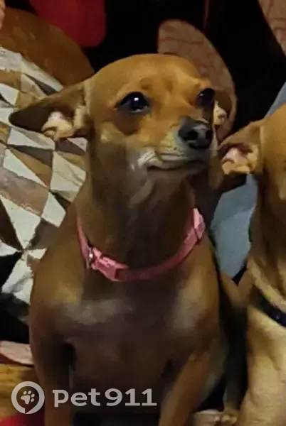 Perro Café Perdido en Ciudad Neza: Detalles - photo