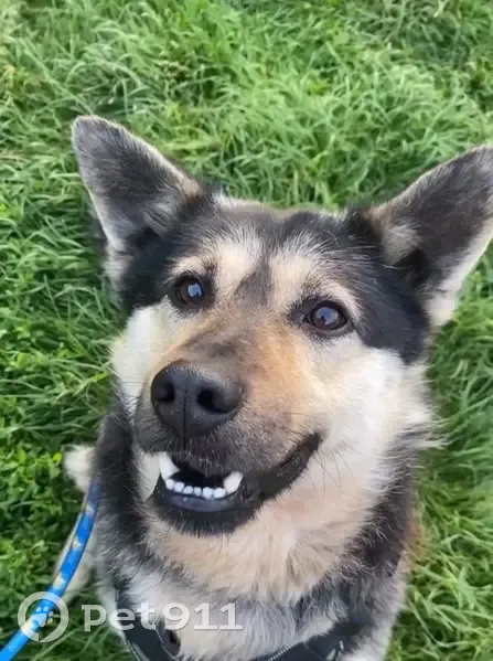 Зникла собака Молочний на вул. Незалежності - photo