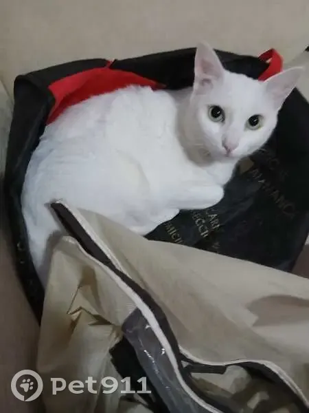 Gato Blanco Perdido en Carretera de Noblejas - photo