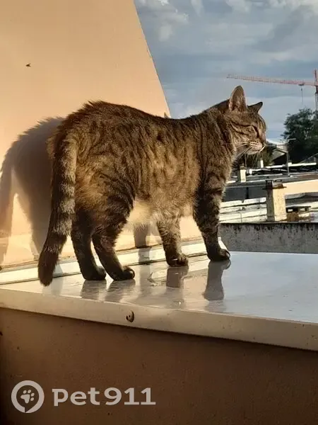 Chat tigré perdu à Meyzieu - photo