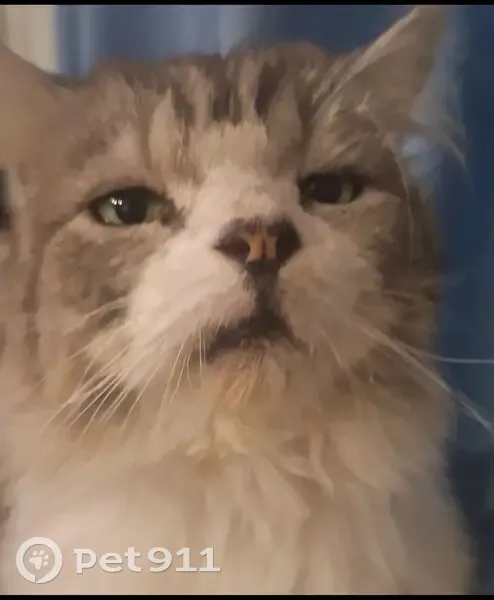 Lost Cat: White & Grey, Yellow Eyes - photo