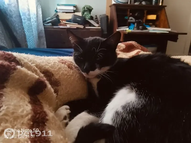 Lost Cat: Black & White, Pink Collar - photo