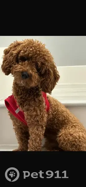 Lost Small Dog: SW 184th St, Miami 11566 - photo