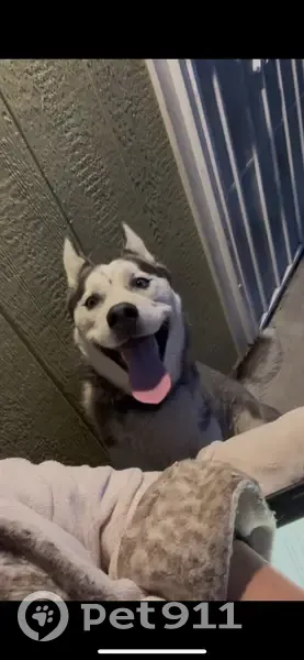 Lost Dog Eve: Black & White, Loves Belly Rubs - photo