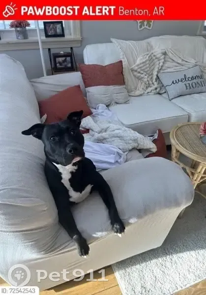 Lost Pocket Pit: Flora, Black & White, 35lbs - photo