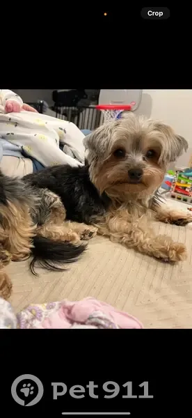 Lost Teacup Yorkie in Richmond Hill - photo