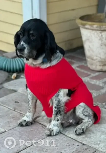 Lost Springer Spaniel: Call (228) 934-9988 - photo