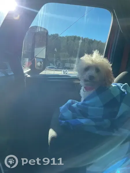 Lost Mini Poodle: White with Orange Tips - photo