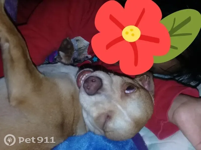 Perro perdido: miel y café claro en CDMX - photo