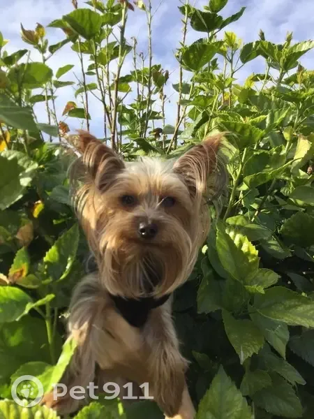 Friendly Lost Dog: Tan & Black in Phoenix - photo