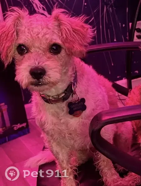 Lost Dog: Cholate on West Hiland Dr - photo