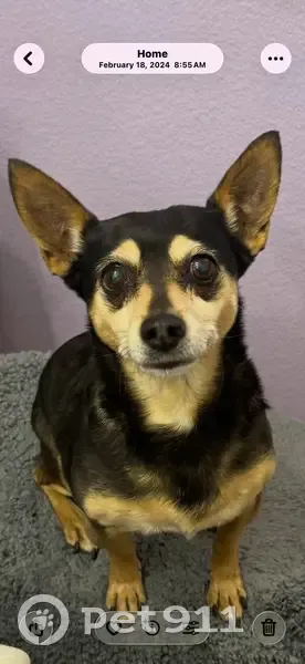 Lost Dog: Black/Brown, Tumor, Oahu St LV - photo