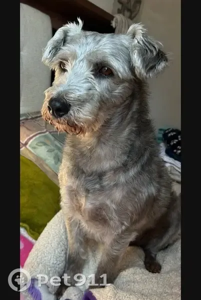¡Ayuda! Perrita Gris Perdida en Cuautitlán - photo