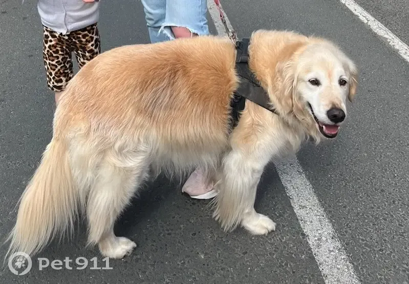 Lost Golden Retriever: Ryans Parade - photo