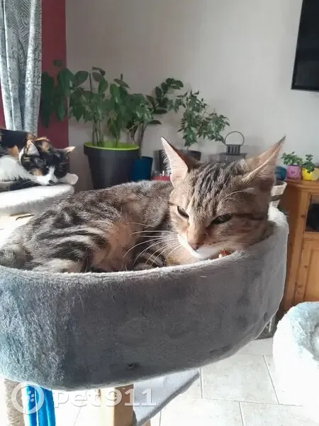 Chatte perdue multicolore, 6 mois, Rognac - photo