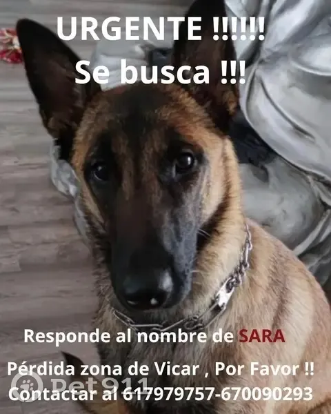 Perra Perdida en Vícar: Muy Sociable y Cariñosa - photo