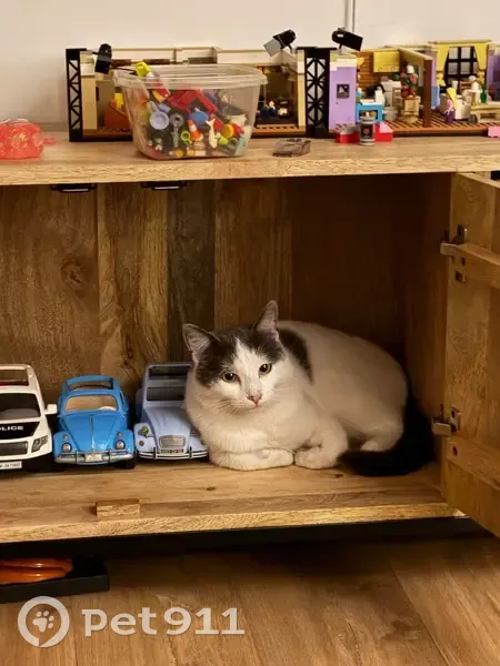 Chat perdu : Petit blanc tacheté à Raismes - photo