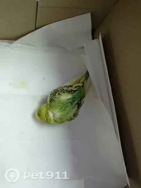 Periquito Australiano Perdido en Barcelona - photo