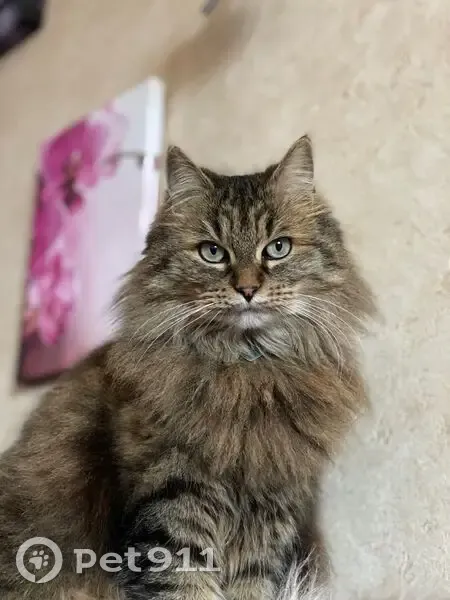 Chatte perdue à Moulins-sur-Yèvre - photo