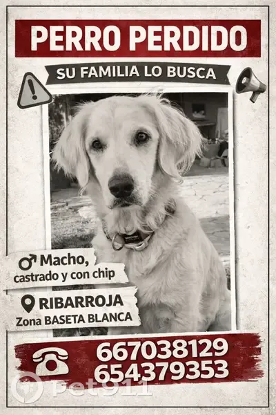 Perro Blanco Perdido en Riba-roja de Túria - photo