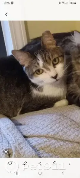 Lost: Friendly Tailless Cat, Ocean Springs - photo