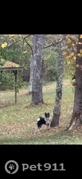 Lost Dog: Jasper, Sweet & Shy, Ruffsdale - photo