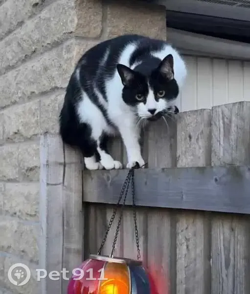Lost Black & White Cat in Rothwell - photo