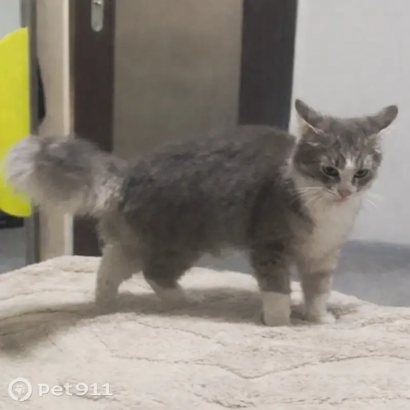 Зникла кішка Грей: сірий з білим, пухнастий - photo