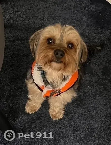 Yorkshire Mediano Perdido en Madrid: Salmedina 95 - photo