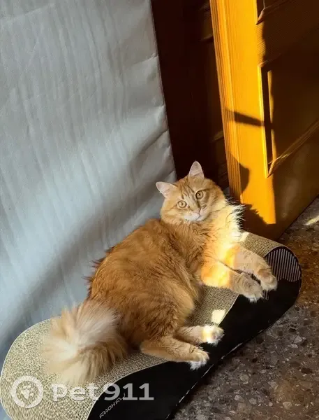 ¡Ayuda! Gato Naranja Perdido en Valencia - photo