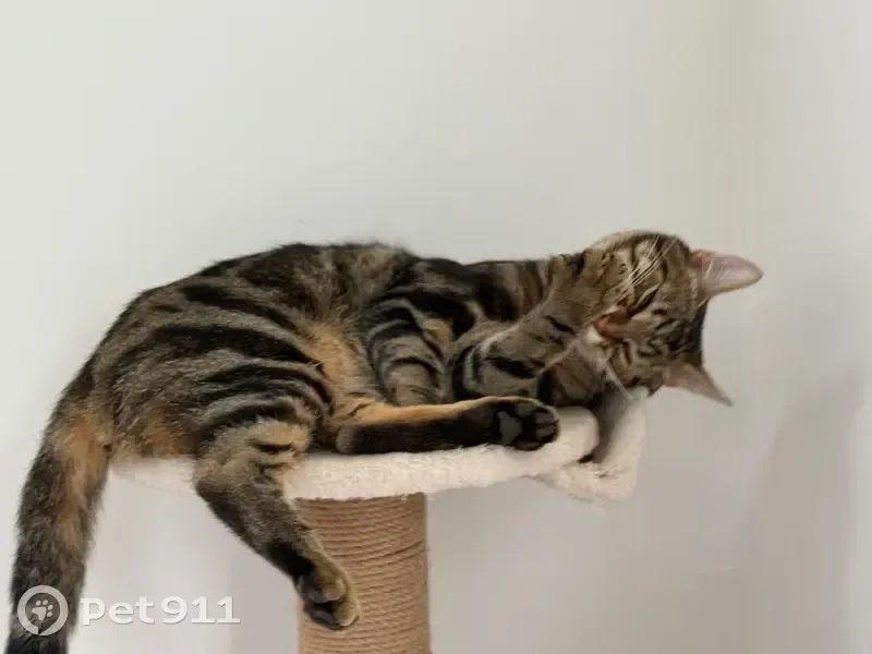 Chat perdu à Bethoncourt : type Bengal - photo