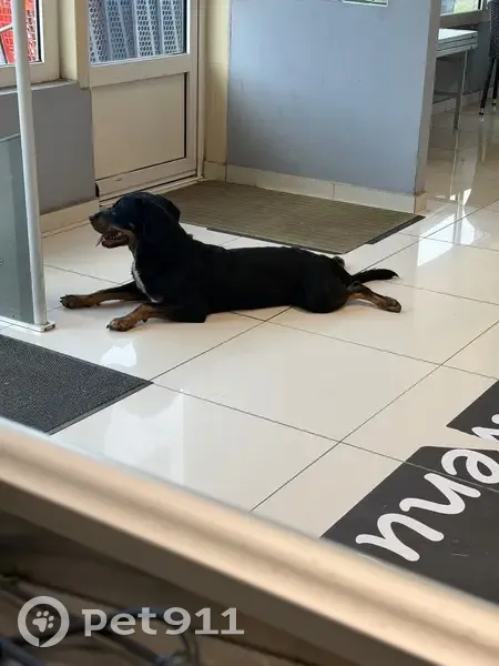 Jeune chien joueur trouvé à Saint-François - photo