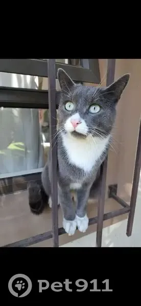 Lost Cat: Grey with White Paws in Alberton - photo