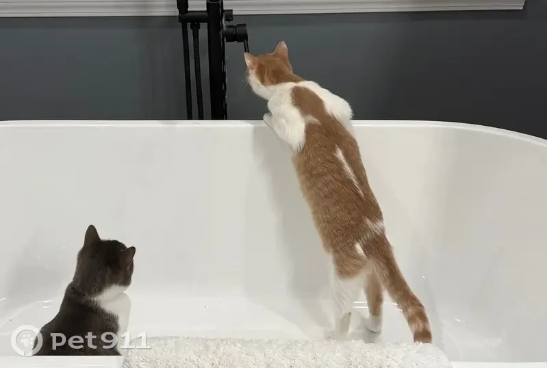 Help Find Sonny: Missing 8-Month-Old Cat - photo