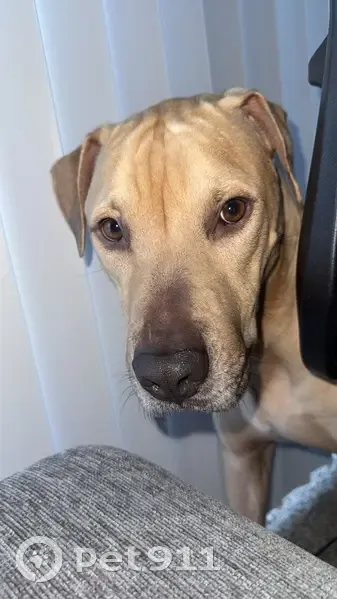 Lost Blonde Dog on Maplebrook Ln, Flint - photo