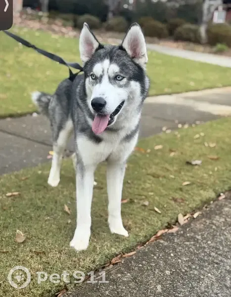 Lost Dog 'Shine' - Friendly, Cross Marked - photo
